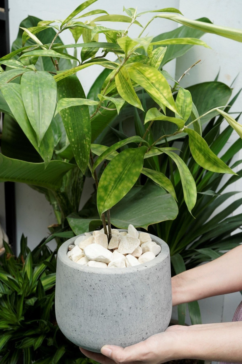 SỎI TRANG TRÍ CÂY CẢNH: NHIỀU CHỌN LỰA TAO NHÃ