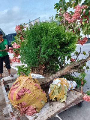 Trồng cỏ và cây công trình