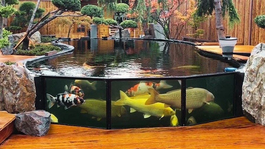 Thiết kế và trang trí hồ cá KOI bằn kính Cần Thơ