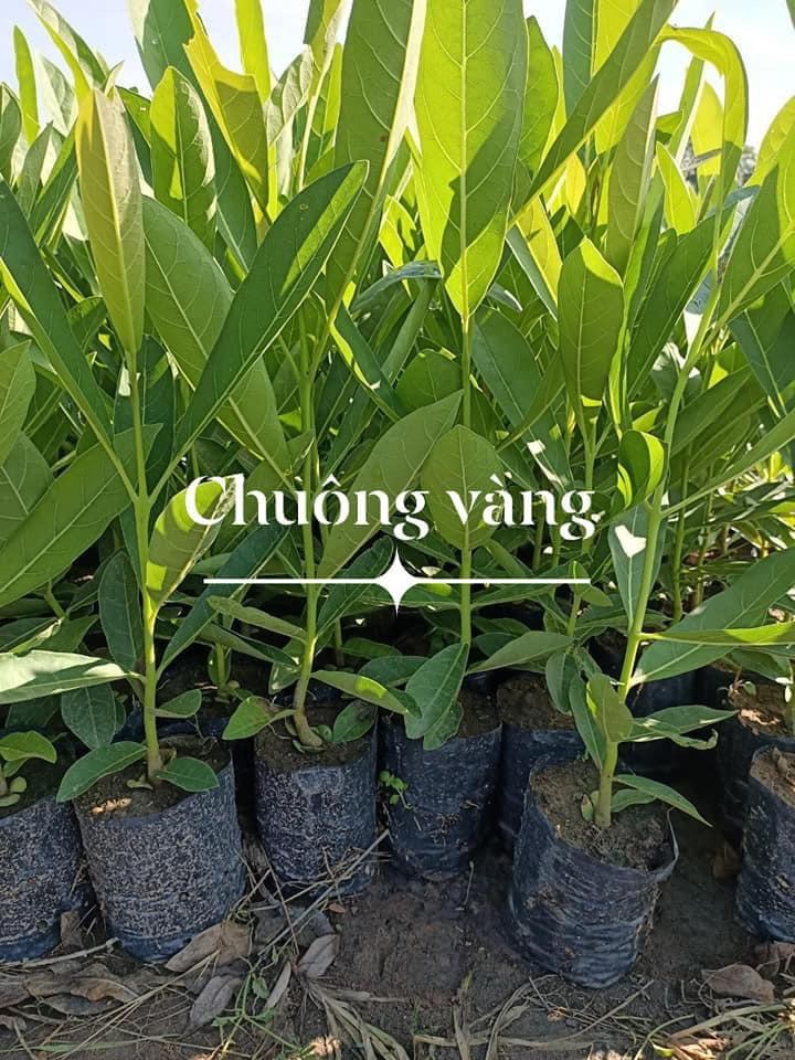 Chuông vàng