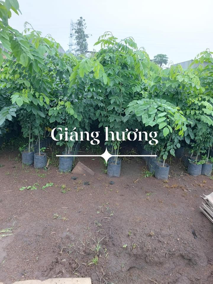 Giáng hương