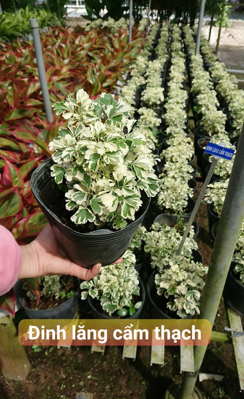 Đinh lăng cẩm thạch