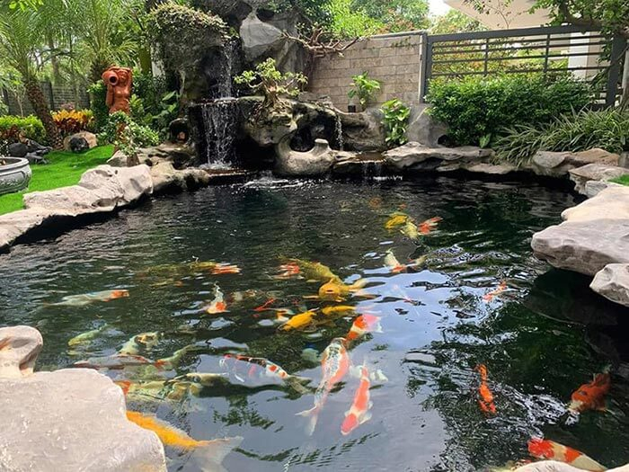 THIẾT KẾ THI CÔNG HỒ CÁ KOI CẦN THƠ