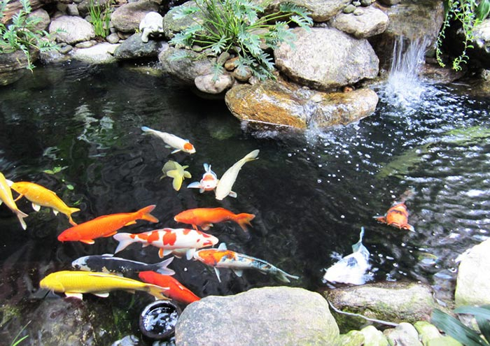 THIẾT KẾ THI CÔNG HỒ CÁ KOI CẦN THƠ