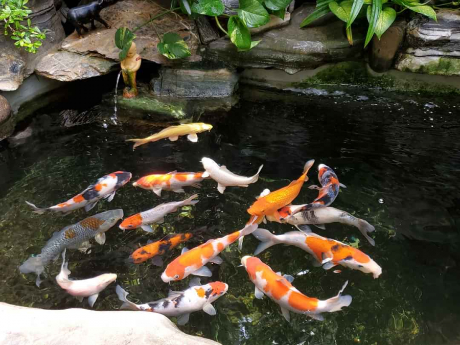 THIẾT KẾ THI CÔNG HỒ CÁ KOI CẦN THƠ