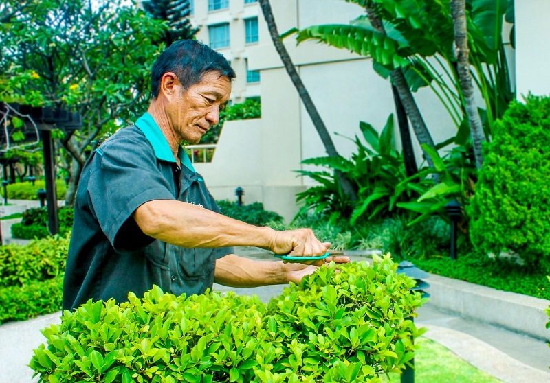 CHĂM SÓC CÂY CẢNH CẦN THƠ