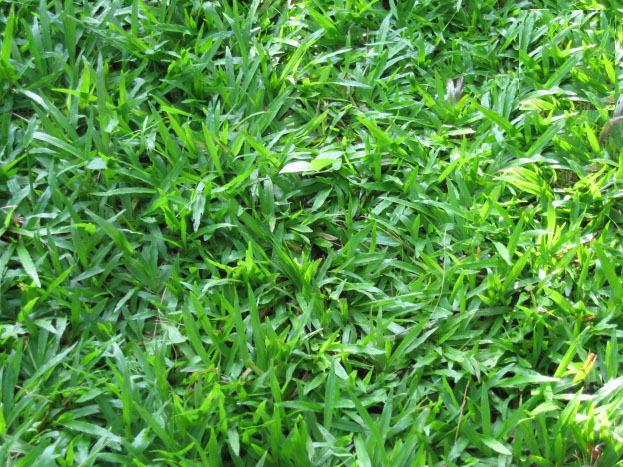 Thi công trồng cỏ lá gừng