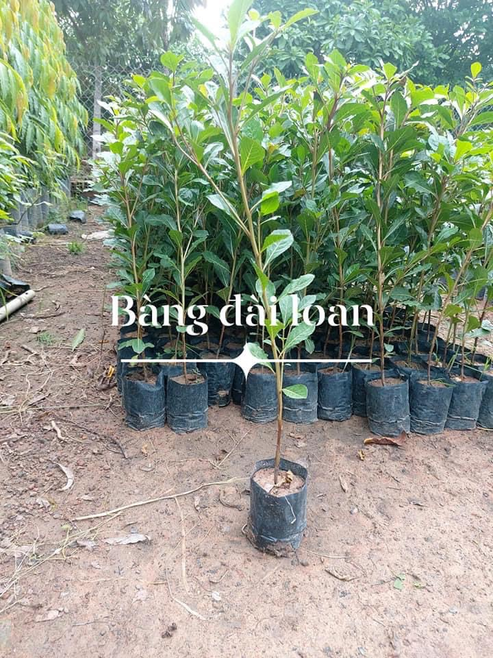 Cung cấp và thi công trồng cỏ nhung nhật, cỏ lá rừng và các loại cây công trình