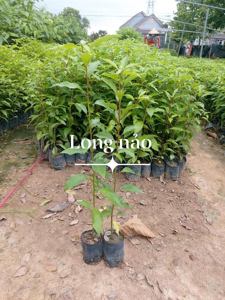 Cung cấp và thi công trồng cỏ nhung nhật, cỏ lá rừng và các loại cây công trình