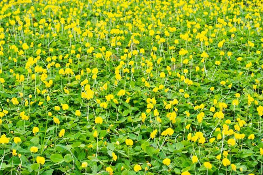  Thi công trồng cỏ đậu