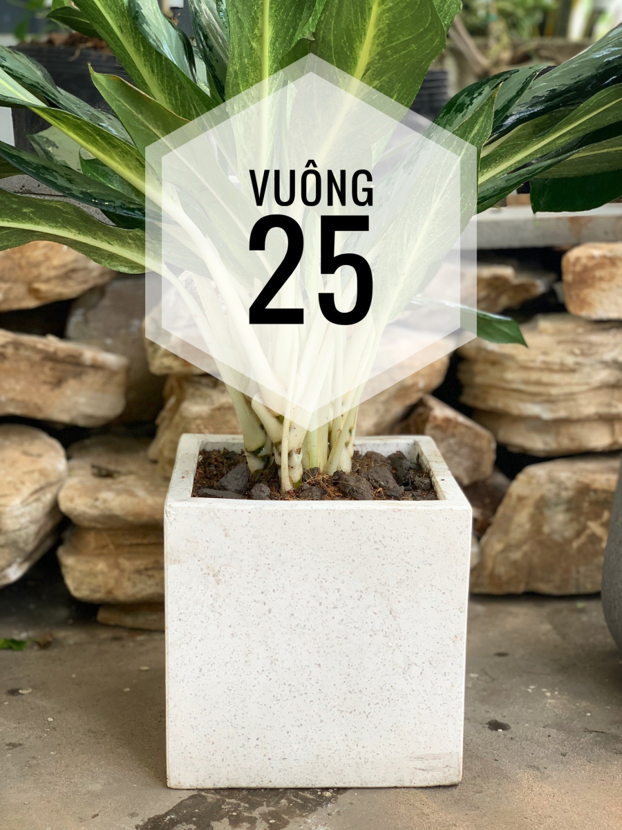 Chậu bê tông vuông