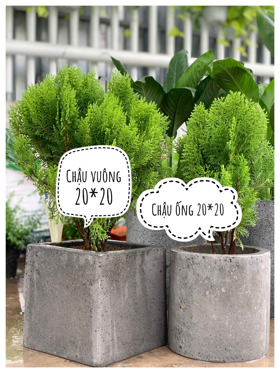 Chậu bê tông vuông