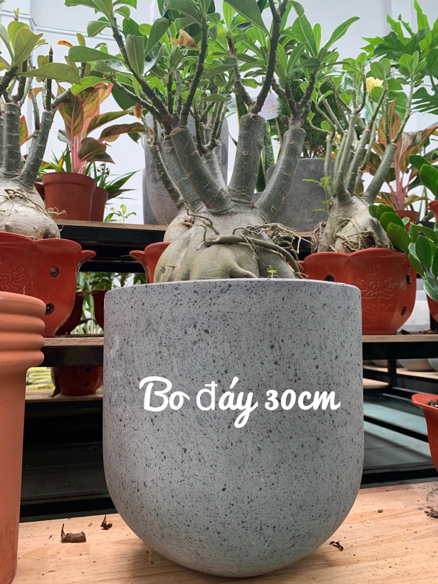 Chậu bê tông bầu